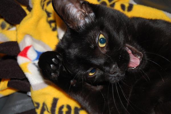 /Images/uploads/Cat Welfare Association/catwelfare2019calendarcontest/entries/6936thumb.jpg